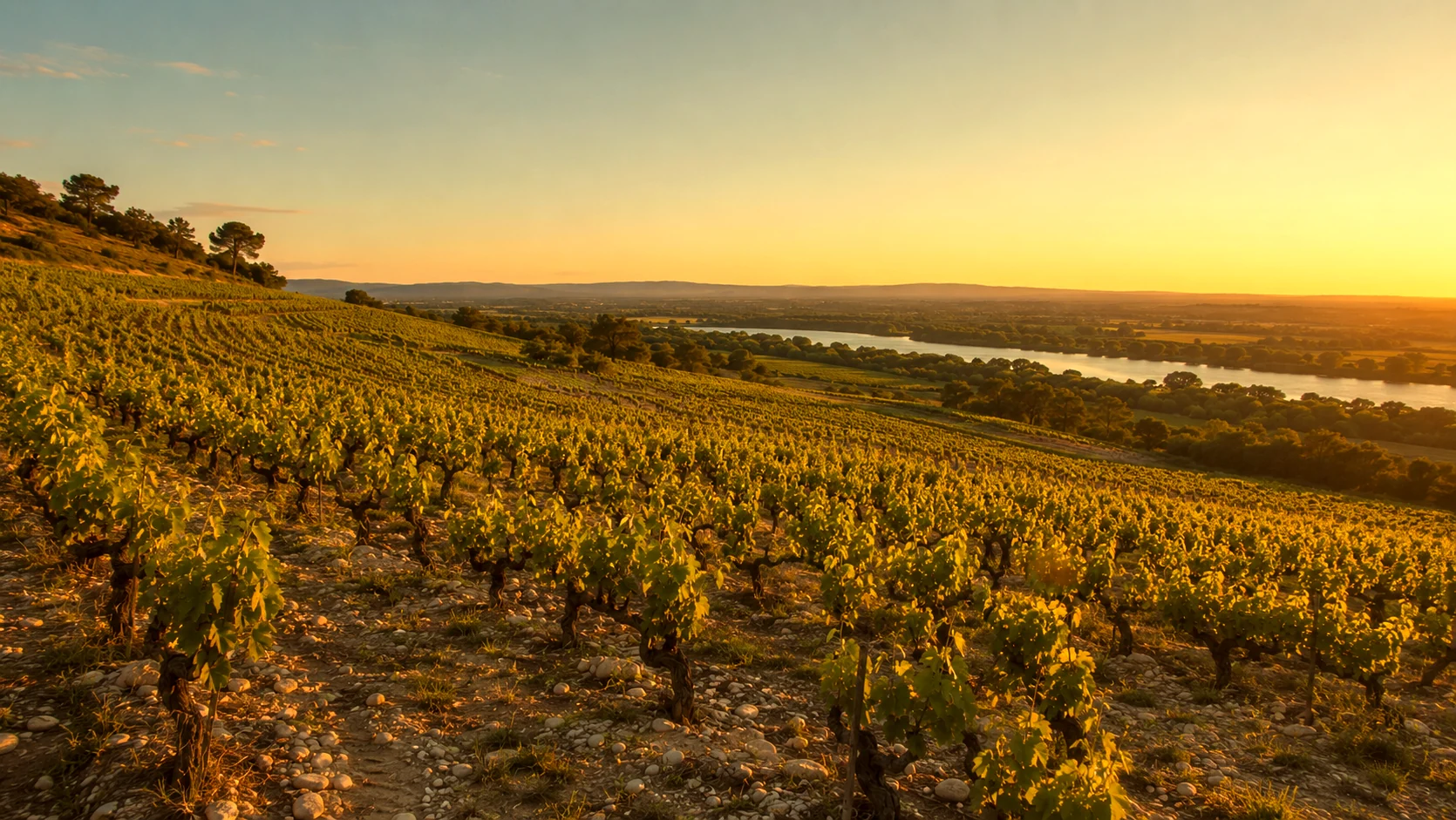 Vignes du Rhône au coucher du soleil, fleuve visible en arrière-plan